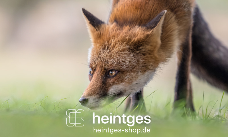 Heintges Shop